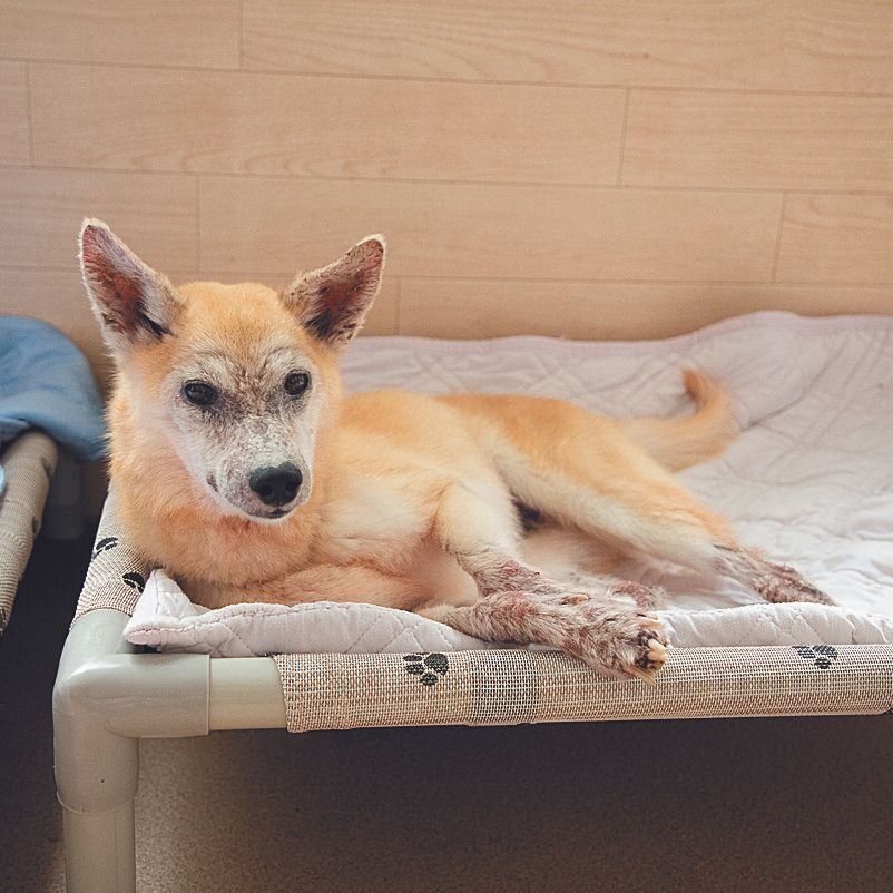 九州の動物愛護センターから来たるいくん（推定10才）は、重度のアレルギーがあるため、食事療法などで治療中