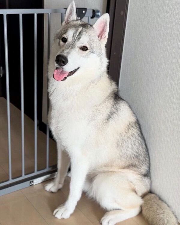 おやつ待ちのステラくん