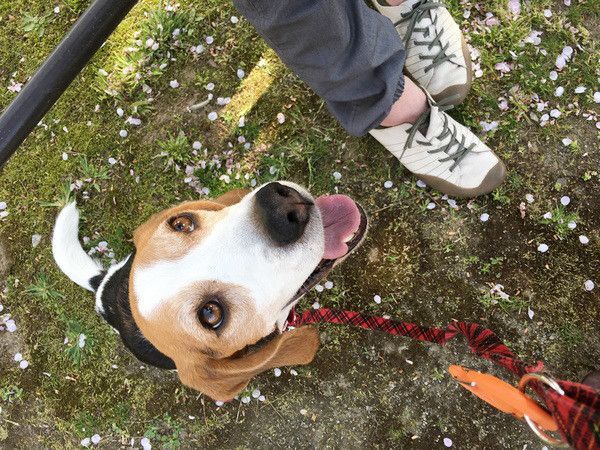 見上げるビーグル