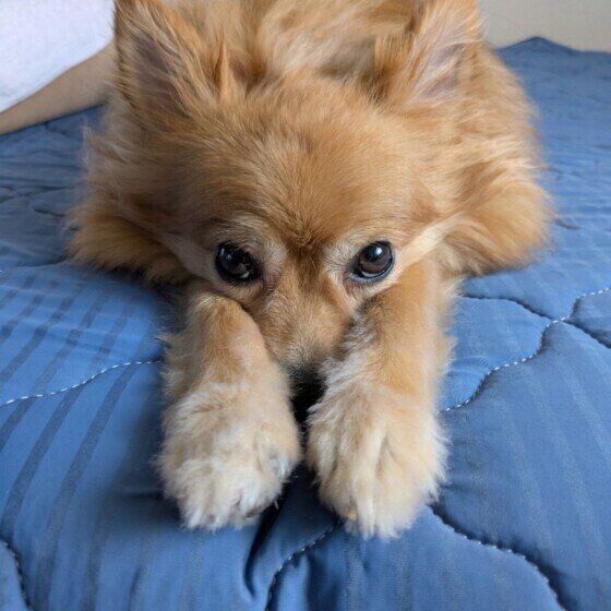 伸びをする小型Mix