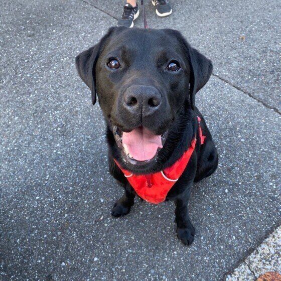 見つめるラブラドール・レトリーバー