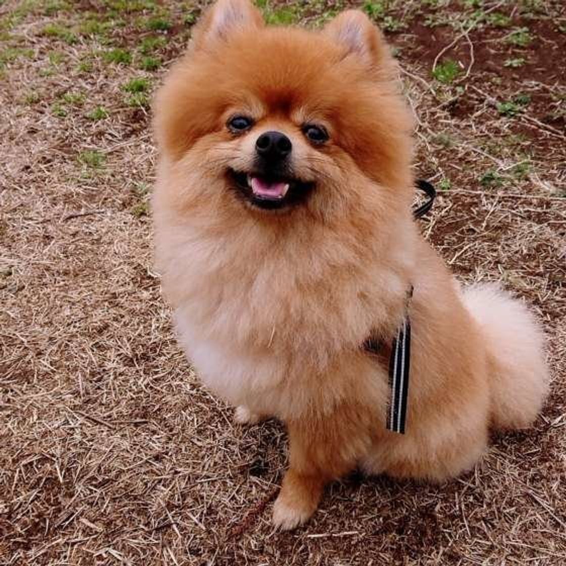 オス犬の去勢手術する しない 飼い主さんの決断理由とは いぬのきもちweb Magazine オス犬の去勢手術する しない 飼い主さんの決断理由とは いぬのきもちweb Magazine