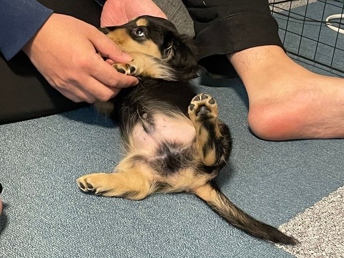 初めてのヘソ天 子犬時代のとら吉くん