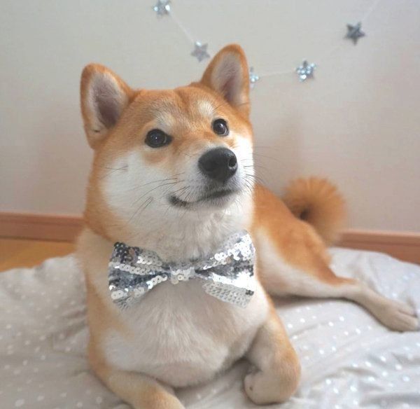 柴犬のひなたちゃん