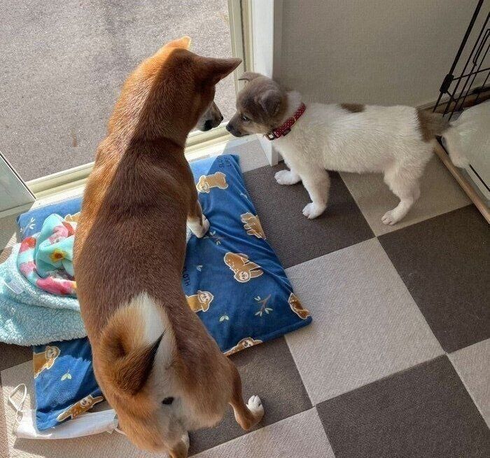 こうめちゃんと福くん