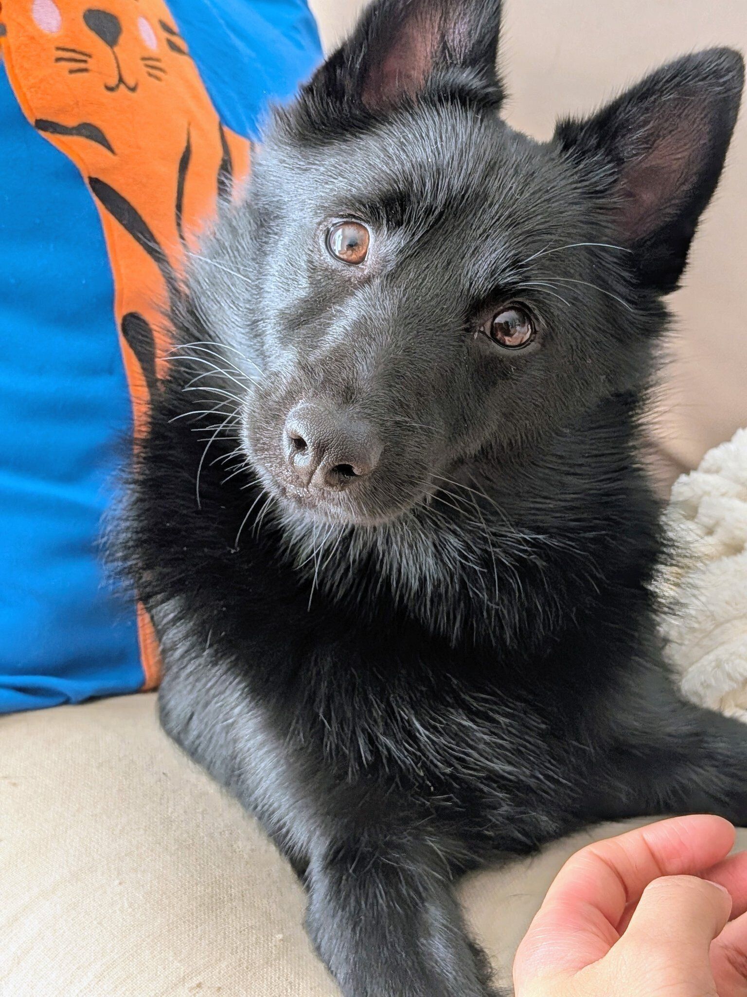 飼い主さんを見つめるスキッパーキ