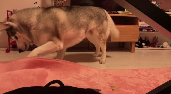 絨毯で遊ぶシベリアン・ハスキー