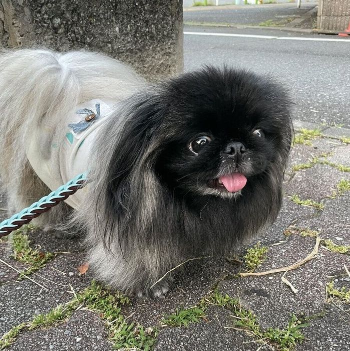 散歩をするあんこちゃん