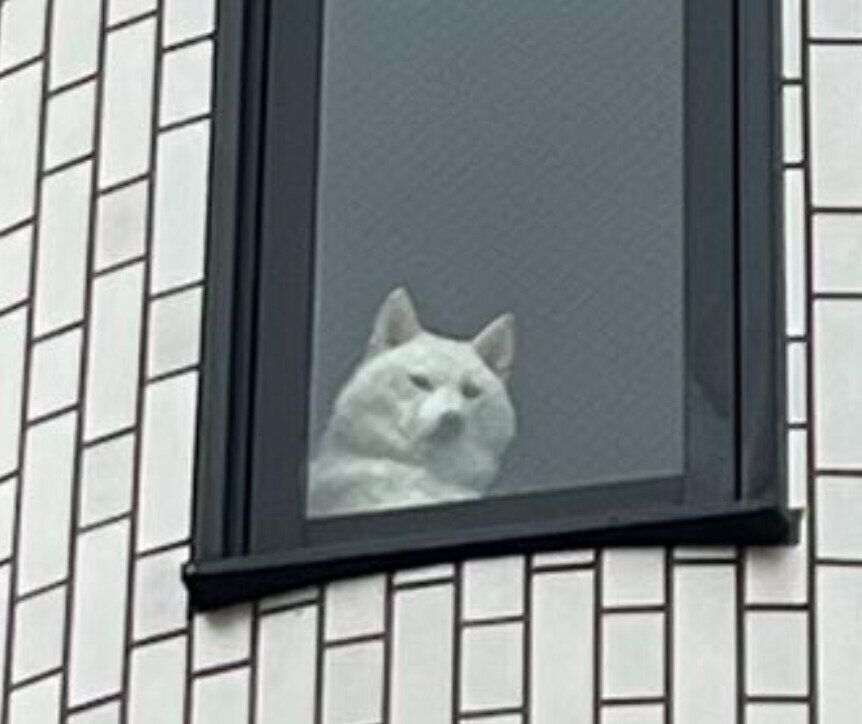 買い物に行く飼い主さんを監視するチョビちゃん