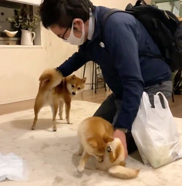 帰宅したパパさんを出迎えるにこちゃん、たまちゃん