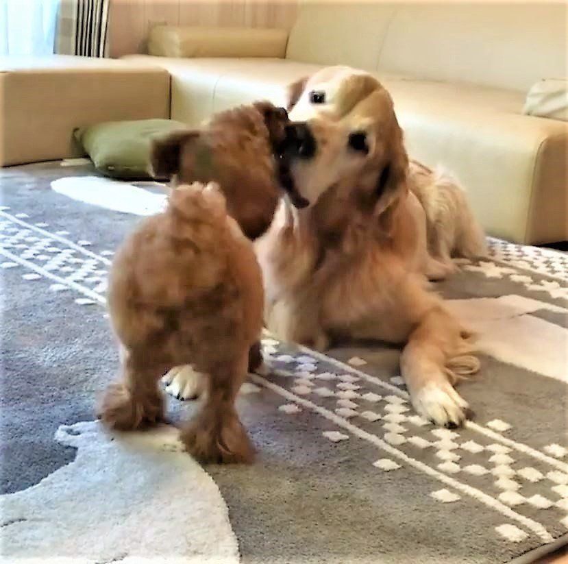 じゃれ合う2頭の犬