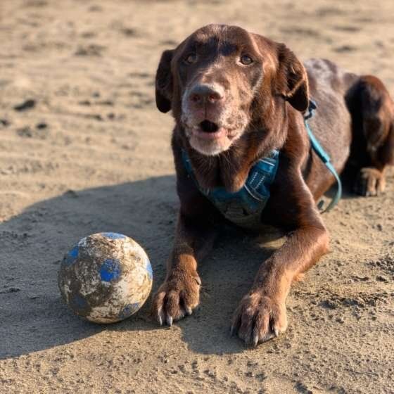 ラブラドール・レトリーバー