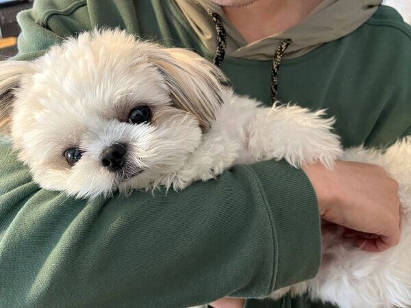 見つめるたむたむくん