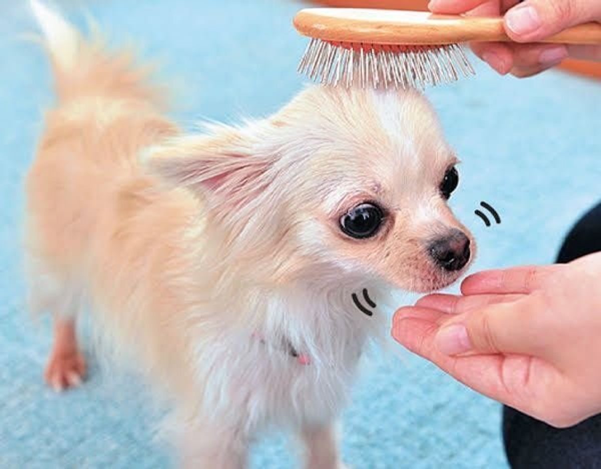 犬が噛む理由を犬の気持ちで考えたら やめさせ方がわかった いぬのきもちweb Magazine 犬が噛む理由を犬の気持ちで考えたら やめさせ方がわかった いぬのきもちweb Magazine