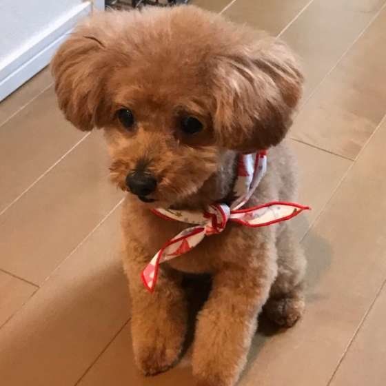 座るトイ・プードル