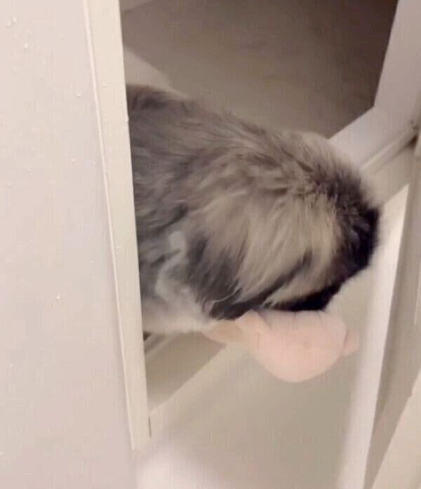 飼い主さんに「差し入れ」をするモブくん