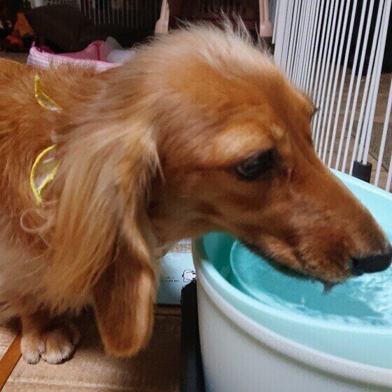 水を飲むミニチュア・ダックスフンド