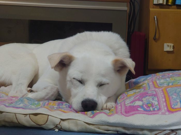おやすみ中のじろーさん 飼い主さんは寝る前にじろーさんの寝顔を見るのが好きなのだとか