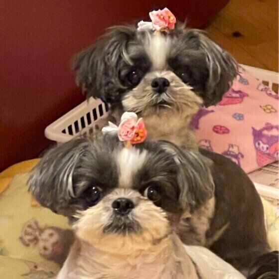 フードを数粒だけ残したり1粒ずつ食べる犬の心理は？ いぬのきもち