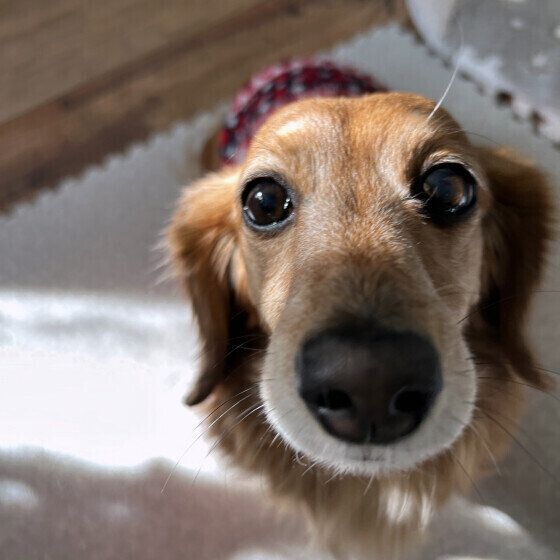 犬の老化を早める飼い主のNG行動3つ いぬのきもち