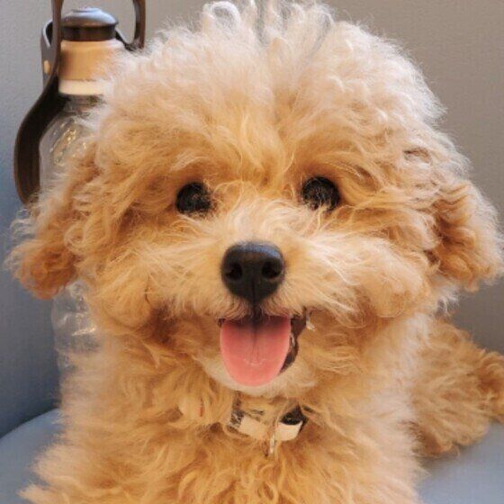 舌を出して正面を向いている茶色い巻き毛の小型犬（MIX）