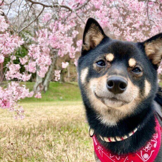 柴のくぅちゃん