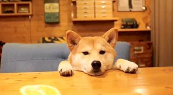 ごはんを待つ柴犬