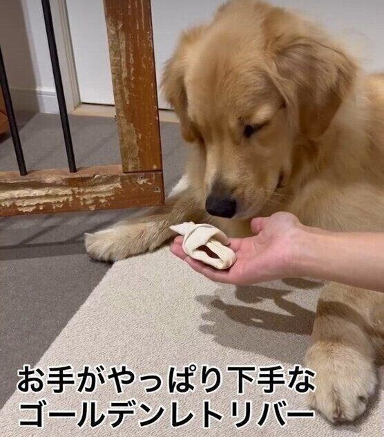 大好きなミルクガムを前に「マテ」をするアルくん