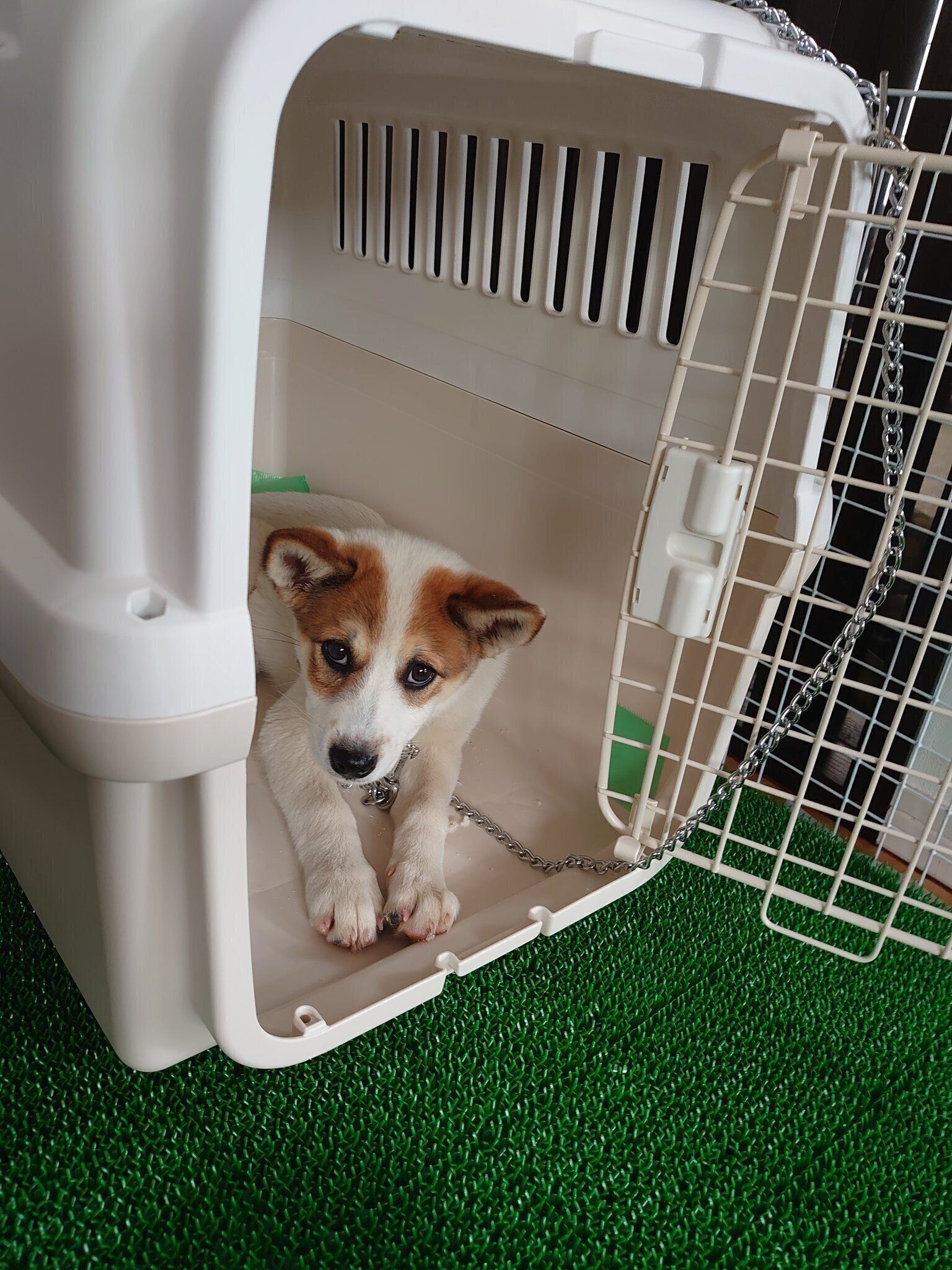 緊張している？　飼い主さん宅に来てすぐに撮影された1枚