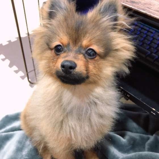 お座りをするポメラニアン