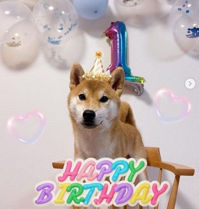 1才の誕生日のときのゴンくん
