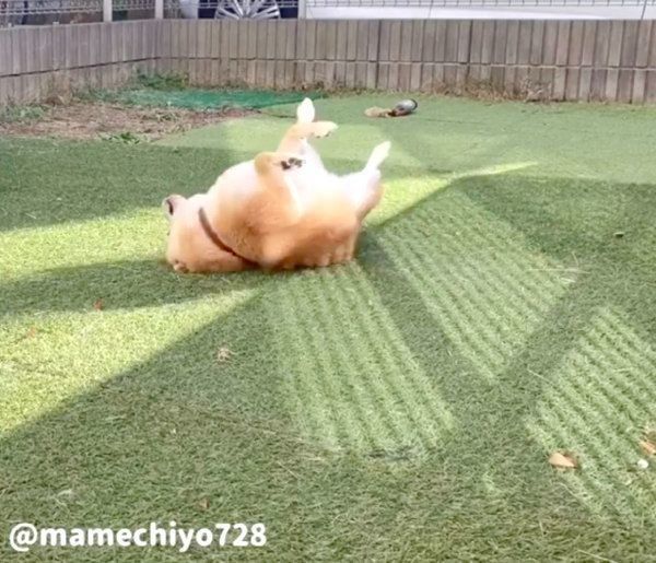 芝生に体をこすりつける豆千代くん