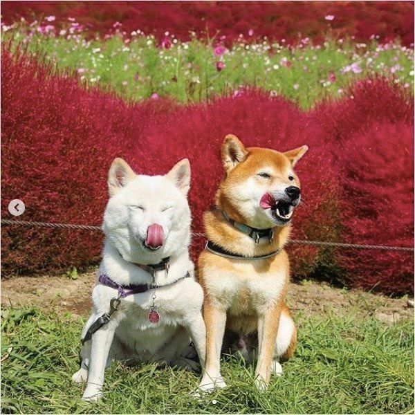 写真を撮る柴犬