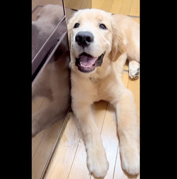 冷蔵庫の前でおねだりをするポチタくん