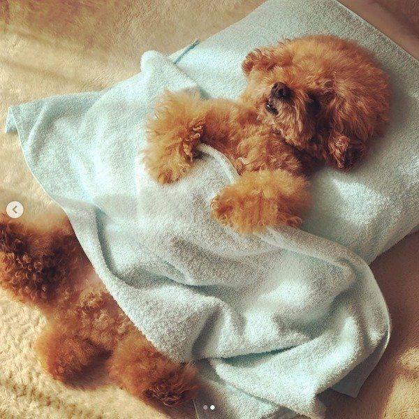 人間みたいなトイ・プードル