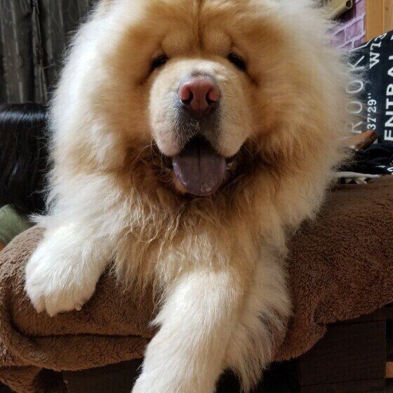 ソファーの上でくつろぐチャウ・チャウ