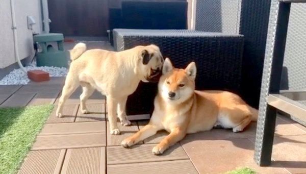 アキちゃんに告白するラルくん