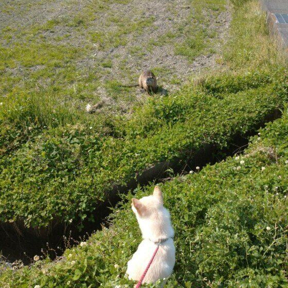 散歩中ヌートリアに遭遇した犬