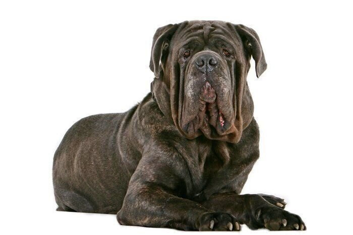 ナポリタン マスティフの特徴 性格 最新価格と飼い方 いぬのきもち 犬図鑑 いぬのきもちweb Magazine ナポリタン マスティフの特徴 性格 最新価格と飼い方 いぬのきもち 犬図鑑 いぬのきもちweb Magazine