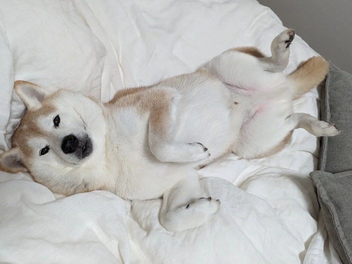 まったりするタロウくん