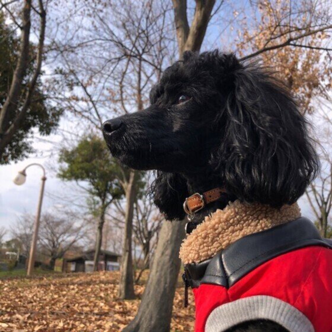 犬の去勢手術 費用の相場は 助成金 補助金が活用できる地域も いぬのきもちweb Magazine 犬の去勢手術 費用の相場は 助成金 補助金が活用できる地域も いぬのきもちweb Magazine