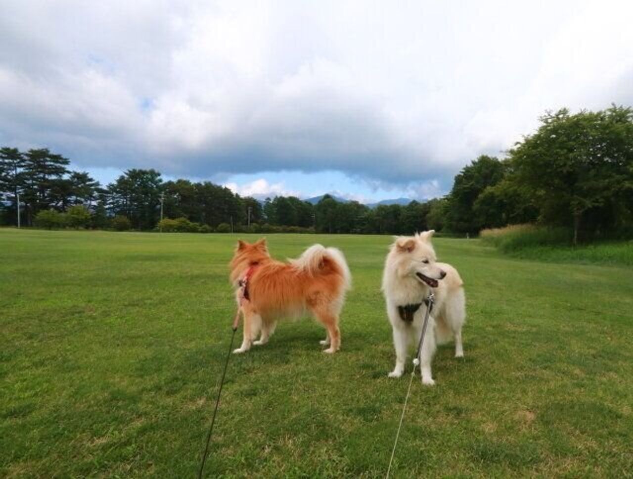 幽霊 についての疑問を真面目に考えてみる 穴澤賢の犬のはなし いぬのきもちweb Magazine 幽霊 についての疑問を真面目に考えてみる 穴澤賢の犬のはなし いぬのきもちweb Magazine