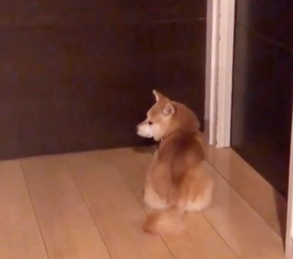 ドアの前で待つ豆柴