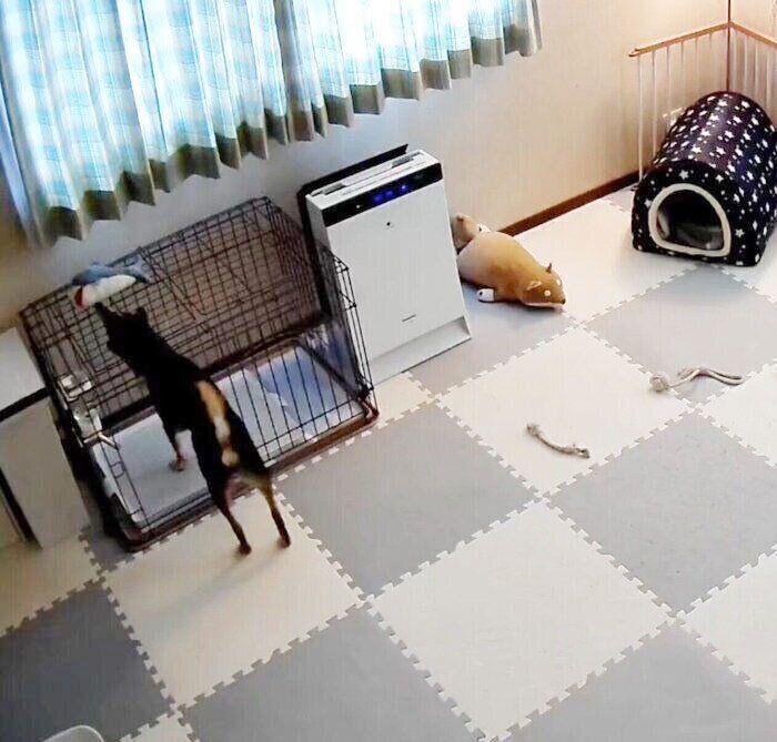 サメのぬいぐるみを取ろうとするこたろーくん