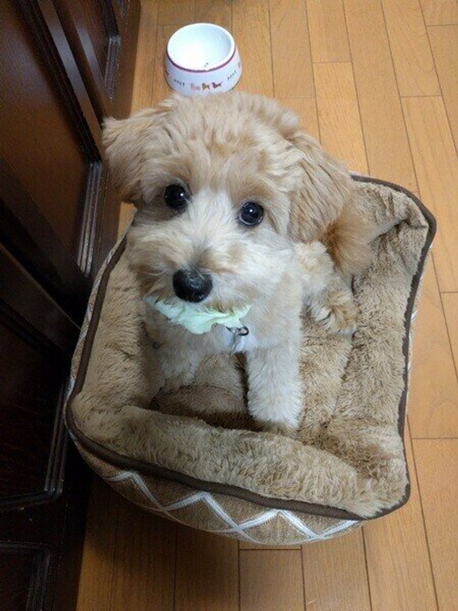 獣医師監修 犬にキャベツを与えても大丈夫 キャベツを食べるメリットと与え方を解説 いぬのきもちweb Magazine 獣医師監修 犬にキャベツを与えても大丈夫 キャベツを食べるメリットと与え方を解説 いぬのきもちweb Magazine