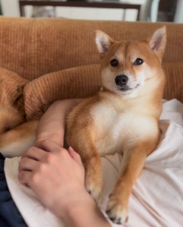 くつろぐあんこちゃん