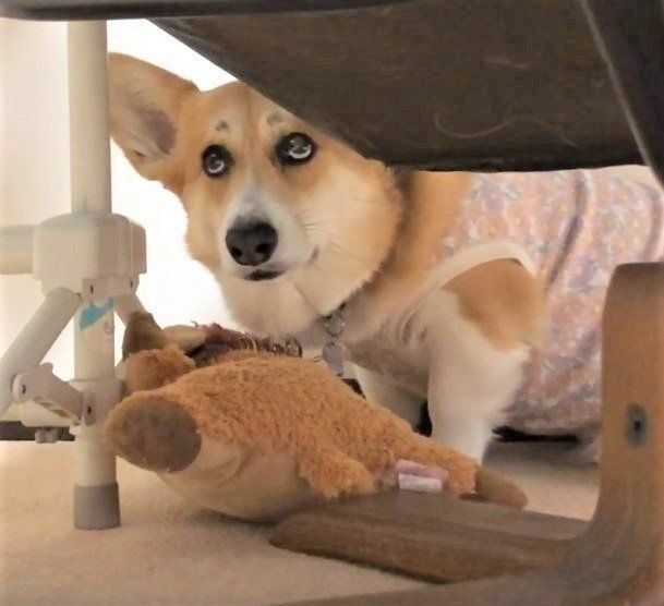 上目遣いのコーギー