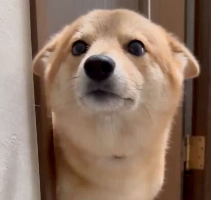 飼い主さんを出迎えるトンボくん