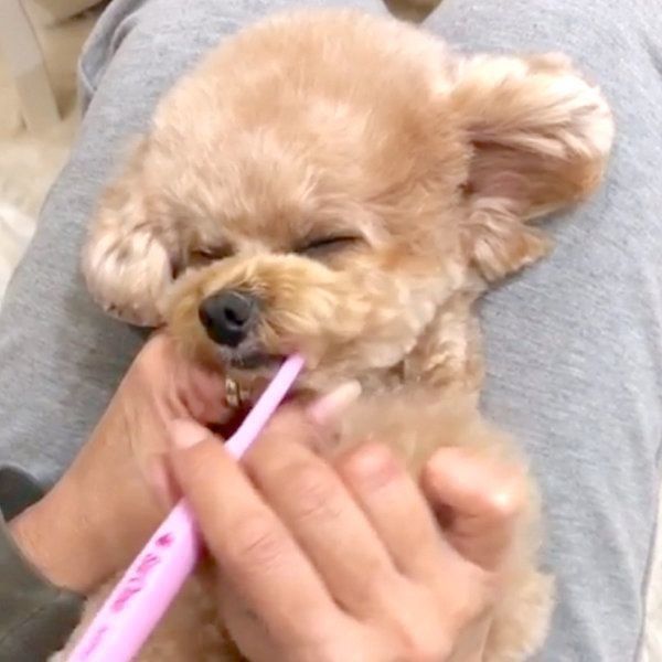 歯磨きをするトイ・プードル