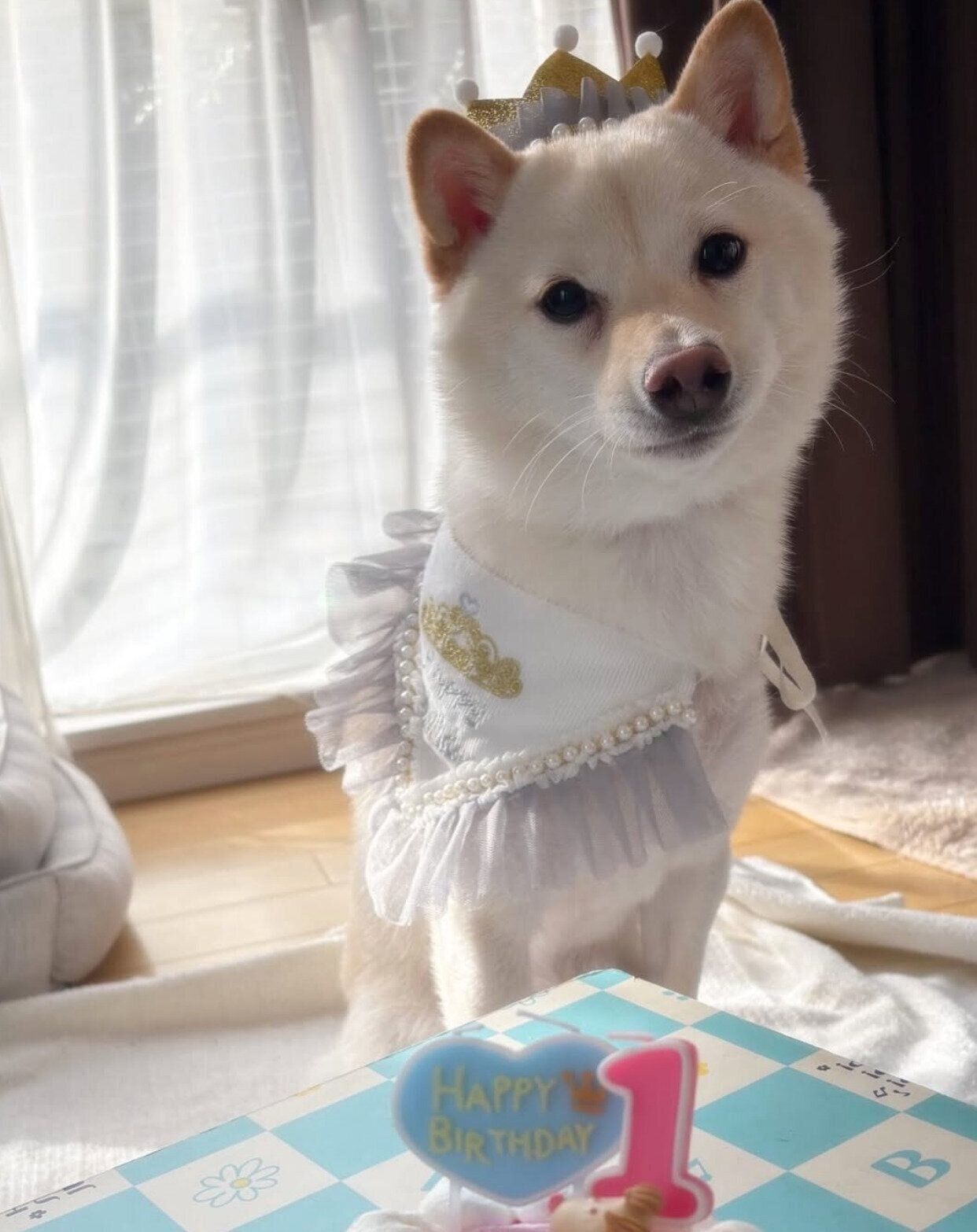 1才になったもちおくん